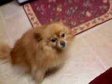 My pom/Tinkerbell, 11 yrs old