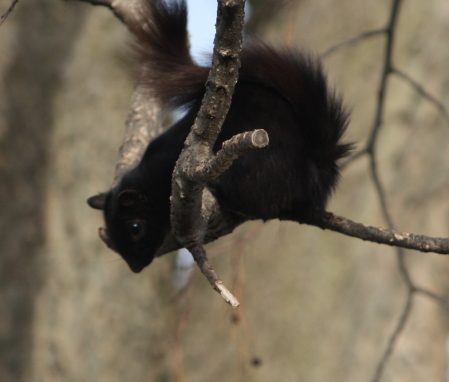 Black Squirrel