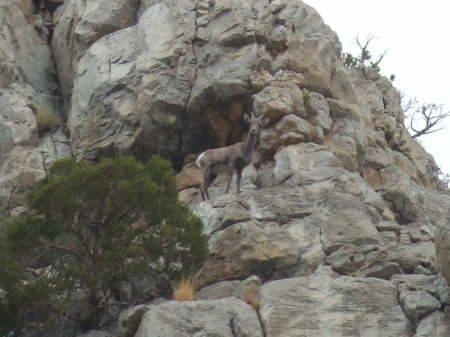 Curved horn sheep