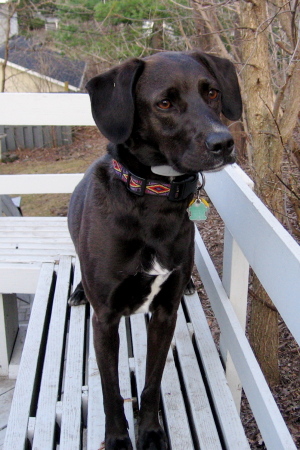 Sophie pondering the meaning of Squirrel