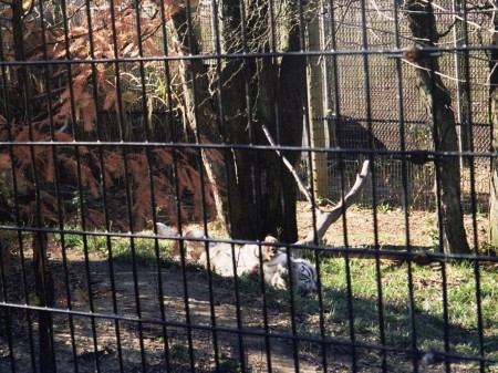 Taj, the sweetest tiger ever