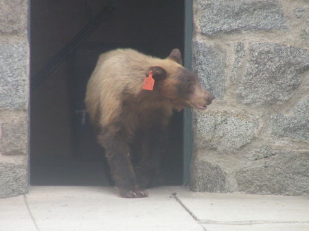 Blanche the Bear