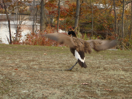 Timmy the one legged goose - landing.