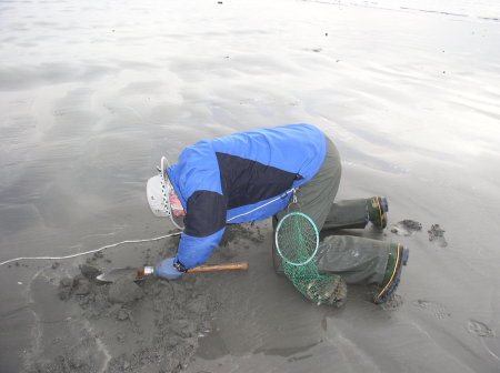 Digging for the razor clam