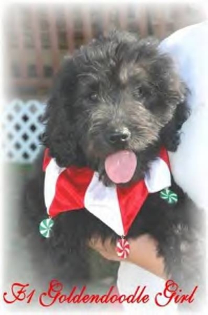 Our "Black" Goldendoodle