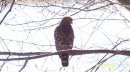 hawk looking for dinner