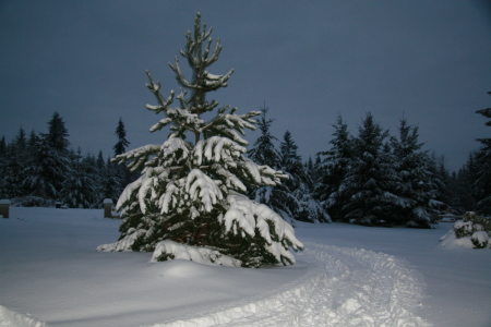 Front Yard Dec 2008