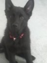 Bear at 3 months ears 1st stood up