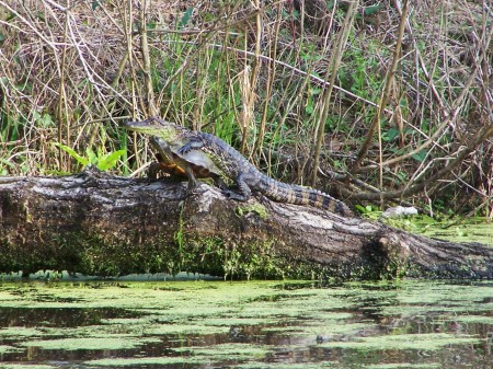 Gator resting on a turtle