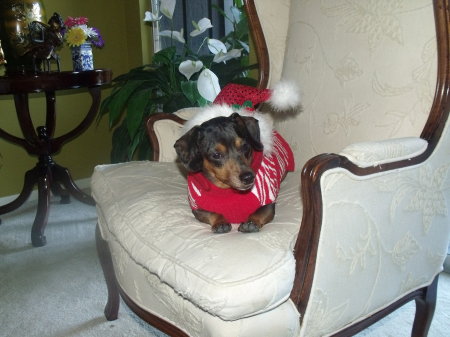 CiCi in her Christmas sweater