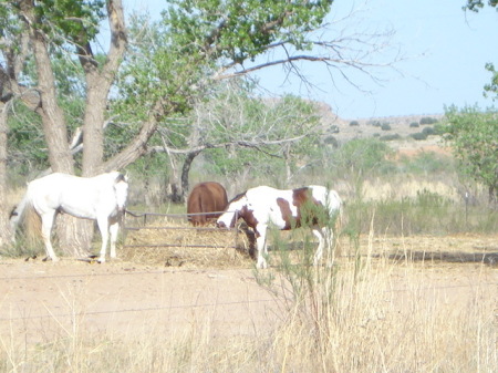 AQHA Ponies