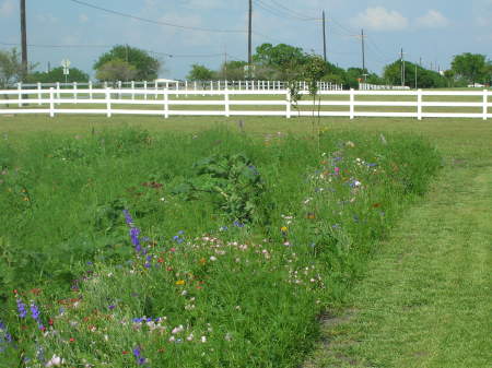 Early Spring flowers