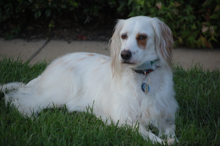 Maggie English Setter #1, My dog!