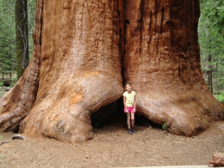 Ayaka in the Sequoia NATL Forest
