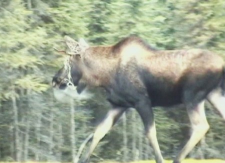 Stringing my Christmas Moose lights