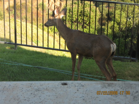 Deers in My Backyard