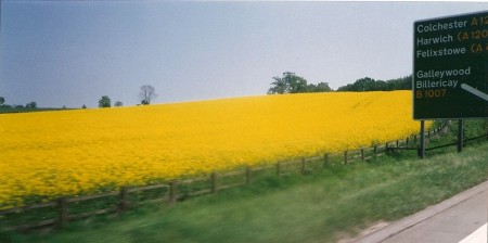 Fields of Rape-UK