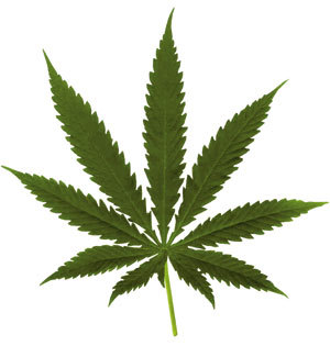 pot-leaf