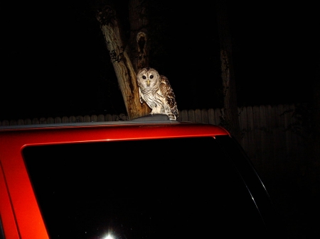 Owl on Exp in KC