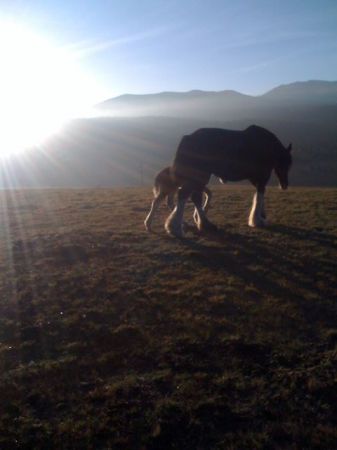 Bella and Gracie