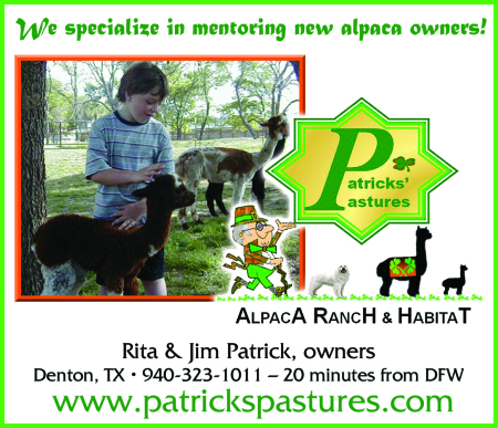 carature of Jim for our alpaca ranch