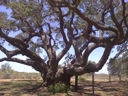 OLD OAK TREE