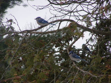 Bluejays waiting to land on the feeder.