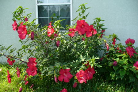 Lord of Baltimore Hibiscus