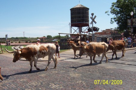 Texas Longhorn Cattle