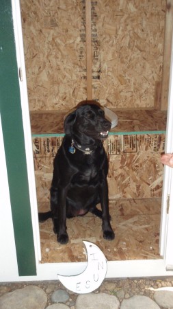 Lucky our Black Dog in the outhouse in Montana