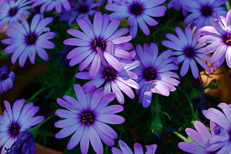 African Daisies