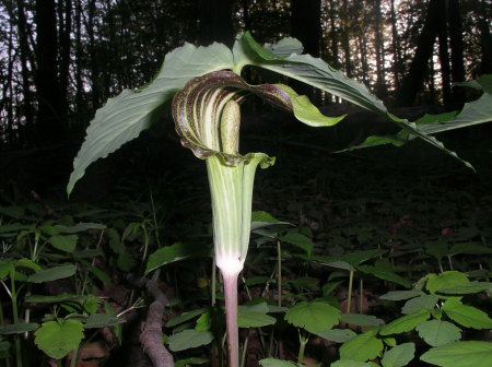 Jack-in-the-pulpit