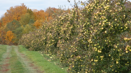 Orchard and fall color