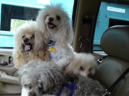 Traveling Poodles