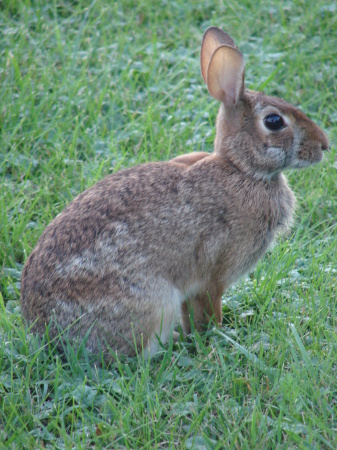 Visiting Bunny