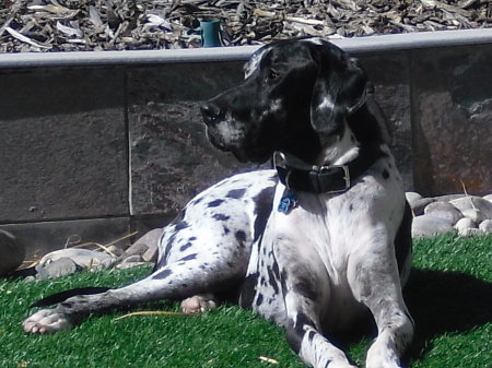 Oliver basking in the sun