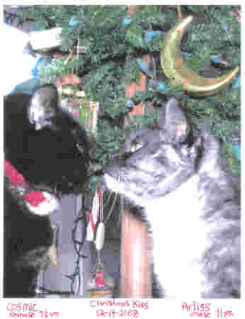 My Cats Love Christmas & each other