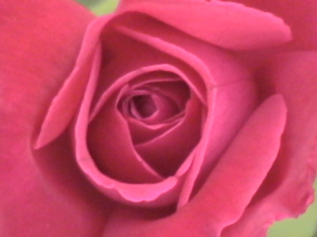 1 of my roses