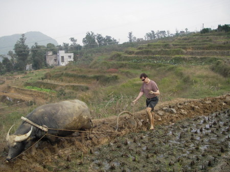 A hard days work in the Chinese Rice terraces