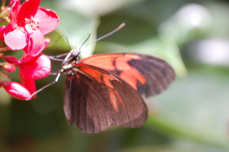Tropical Butterfly feeding