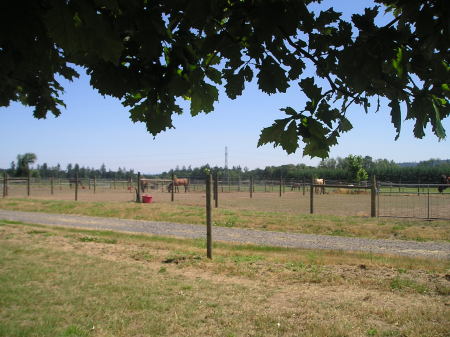 Pastoral scene