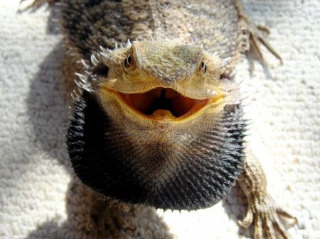 800px-bearded_dragon_showing_beard[1]