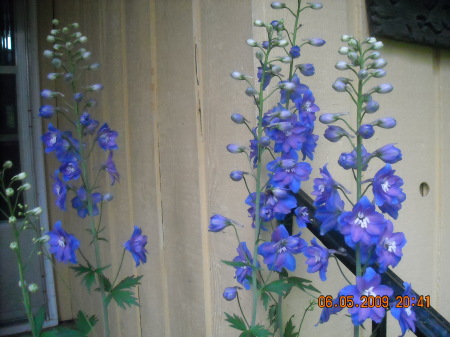 Delphiniums, Part II