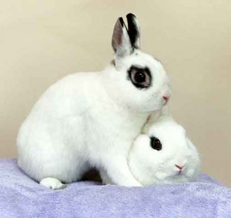My bunnies