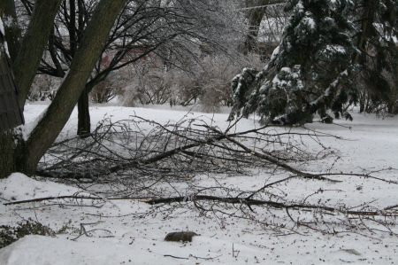 trees down