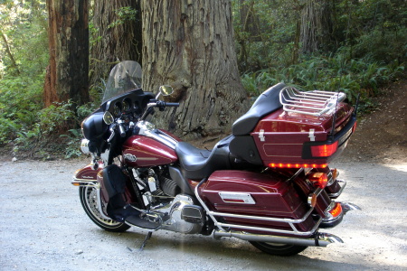 Hog Ride 2009 - Redwoods, CA