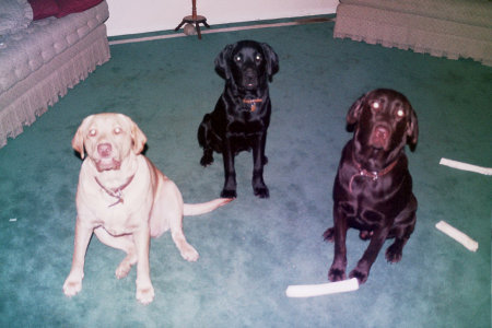 our dogs: Daisy, Dakota and Jake