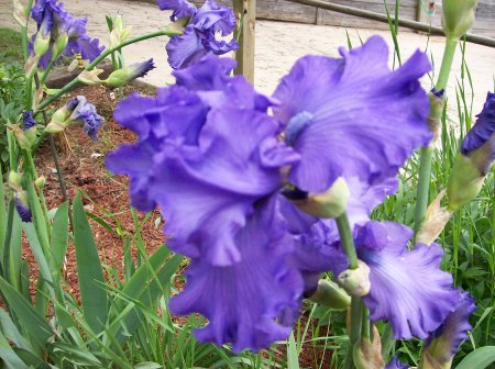 Purple Iris