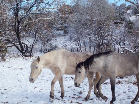 Luna and Jewels in the snow