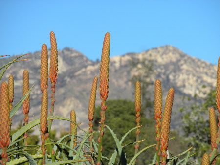 Aloe peaks